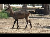 Napoli - Allo Zoo arrivano due antilopi africane (05.08.16)