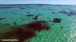 211_Incredible-drone-footage-shows-70-tiger-sharks-tear-apart-a-dead-whale-off-Australian-coast_m【空撮ドローン】_drone