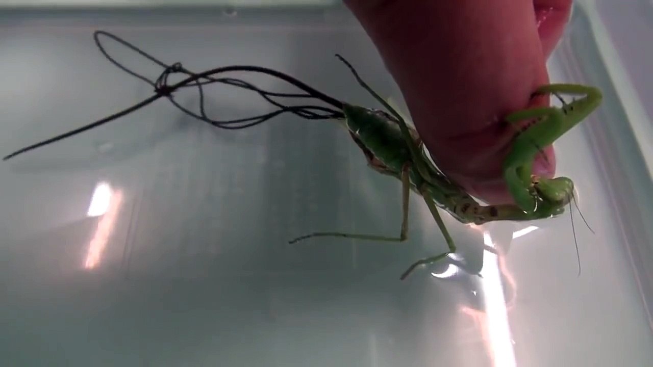 Huge Worm inside Praying Mantis This is what happen when you put