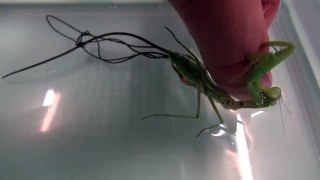 Huge Worm inside Praying Mantis - This is what happen when you put Praying mantis in Water