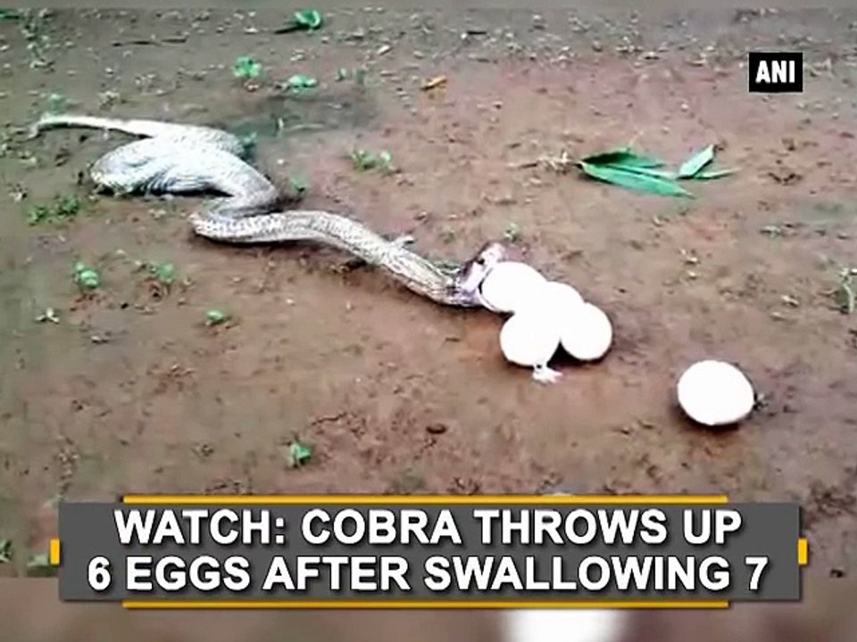 Watch: Cobra throws up 6 Eggs After swallowing 7