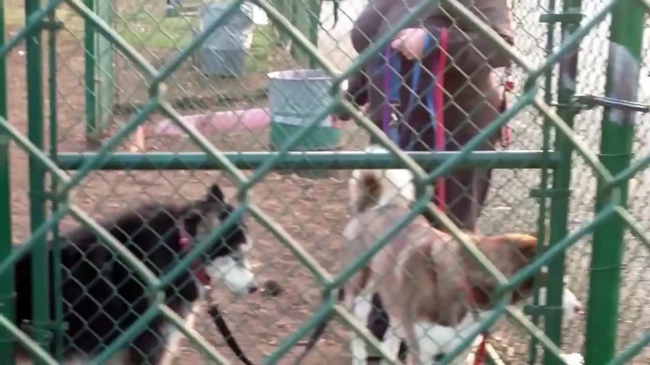 Howling Husky doesn't want to leave dog park