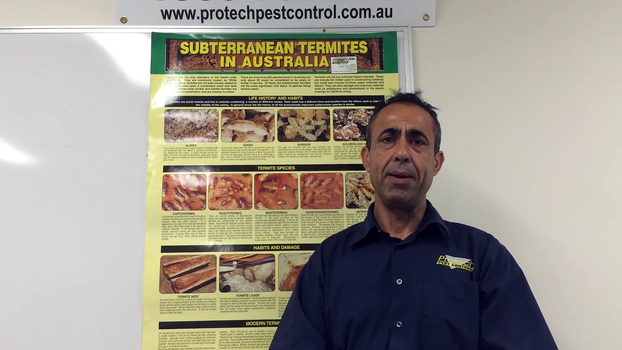How to detect Sign of Termite in your home and Get a rid of them