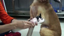 Ön ayakları olmayan köpeğin, takılan protez ayaklar sonrası yaşadığı mutluluk