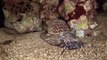 GoPro Red Sea Egypt\diving\Giant snail predator\Dahab\2 минуты из жизни гигантской хищной улитки