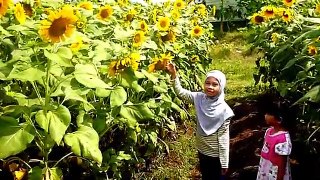 SELOMANGLENG SUN FLOWER KEDIRI 2016