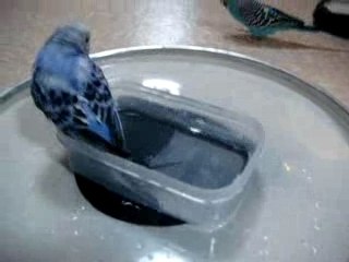 セキセイインコ　プール遊び