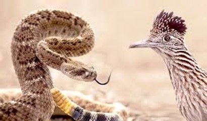 Amazing Fight Between Roadrunner and Rattlesnake