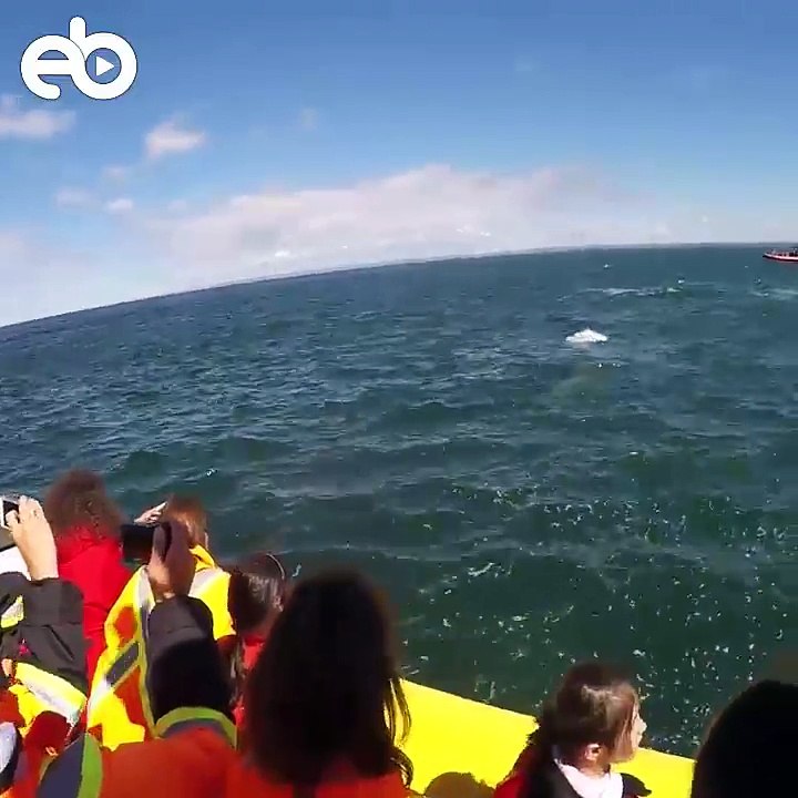 Unique Fin Whale Surprising in Pacific