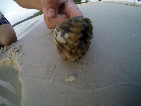 Regardez ce qui se cache dans ce coquillage... Flippant