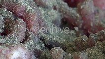 Minced Meat and Spices - Stock Footage | VideoHive 15401135
