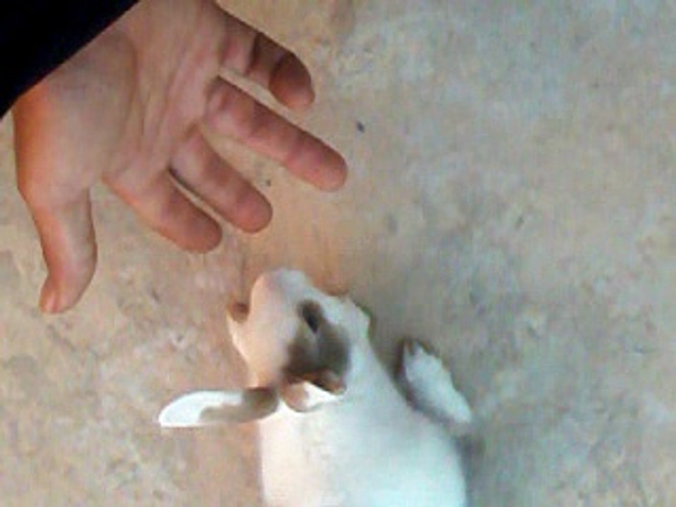 cut rabbit