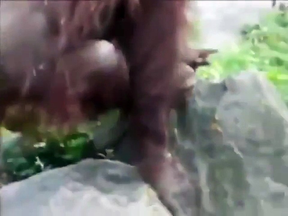 Best Funny Videos 2016 | Orangutan saves chick from drowning