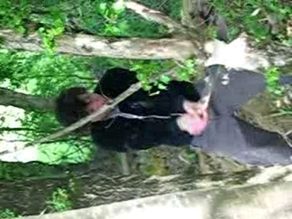 philippart le tueur d'arbre