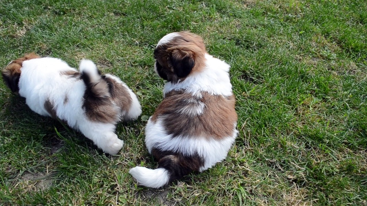 Maisy ,Michigan, Marley Shih Tzu Elevage Des PerlesDu Kyrion