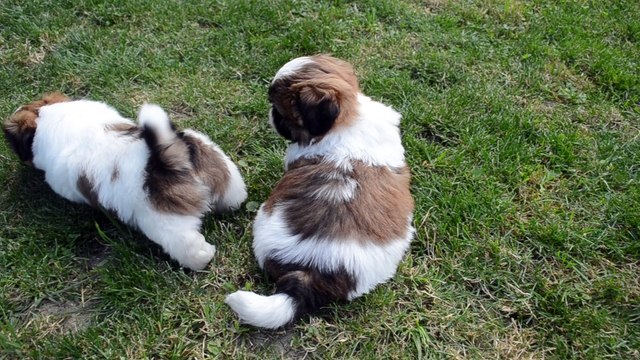 Maisy ,Michigan, Marley Shih Tzu Elevage Des PerlesDu Kyrion