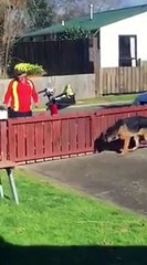 Man Captures His Mail Carrier Stopping To Play With Their Dog Every Day