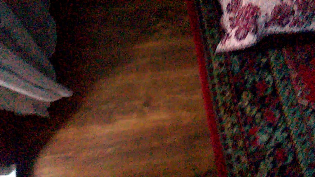 Cat Vs. Bird