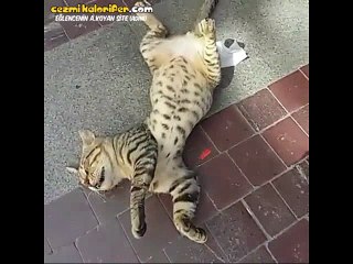 Dünyanın En Serkeş Uyuyan Kedisi