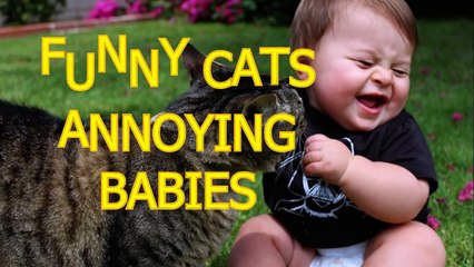 Funny cats annoying babies - Cute cat & baby compilation