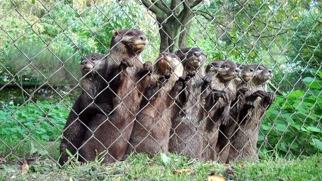 Funny cute baby otters