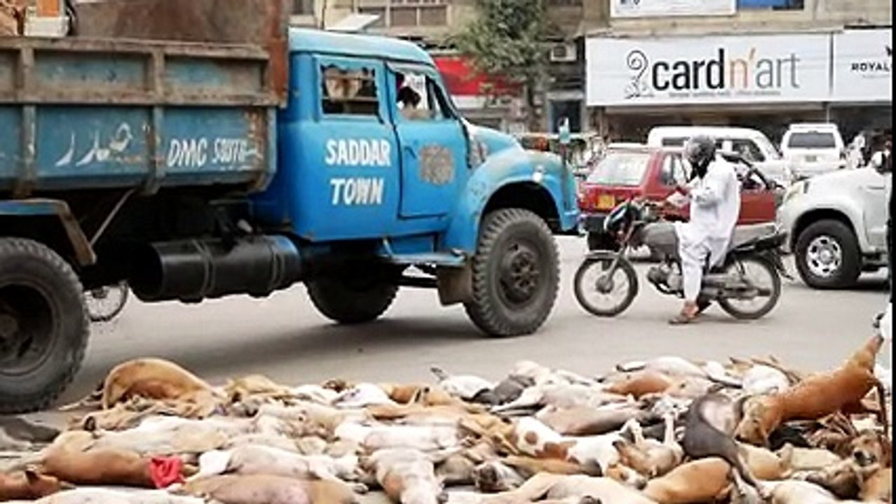 Street Dog Killings at Pakistan Chowk, Karachi Tons of Dogs video