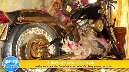 Strange Beach Discovery