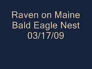 Raven Call on Maine Bald Eagle nest.. 03/17/09