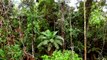 Amazon Rainforest Canopy Walk at Sacha Lodge