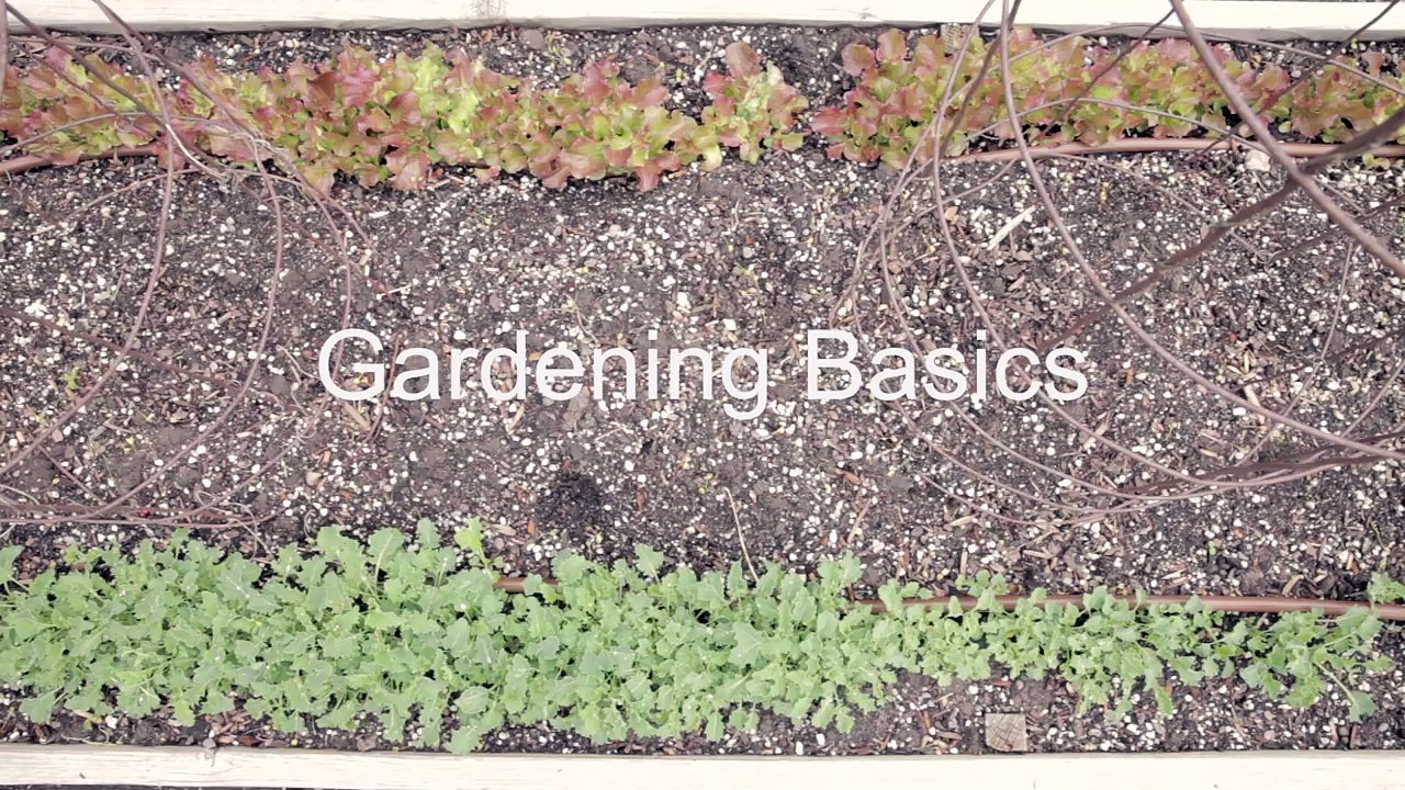 How to Start a Vegetable Garden