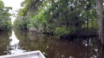 Cruzing through the swamp