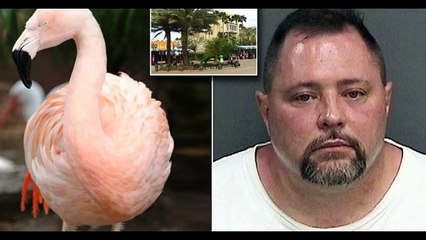 Pinky dancing flamingo dies at 19 - Man allegedly slams flamingo at zoo, vets put the bird down