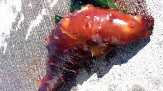 Sea Cucumber