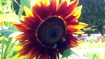 Au Jardin des Plantes (Paris), les abeilles butinent les fleurs de tournesol