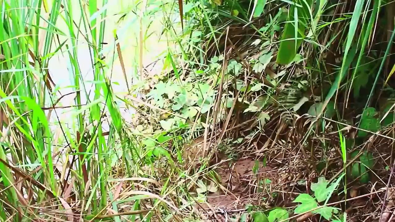 Net Fishing at Pailin Province - Cambodia Traditional Fishing - Khmer Cast Net Fishing ( part 15)