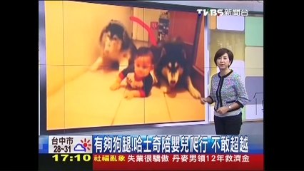 有夠狗腿！哈士奇陪嬰兒爬行　不敢超越