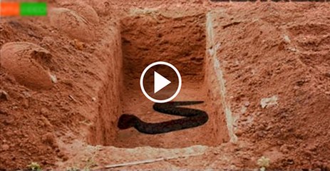 True Story Snake in the Grave of Governor - Video Dailymotion (1)
