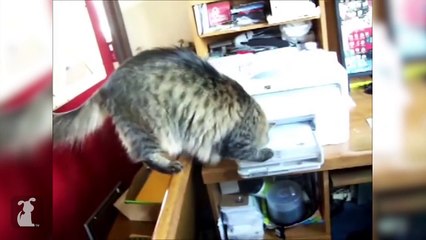Pets Vs. Technology (Funny Compilation!)