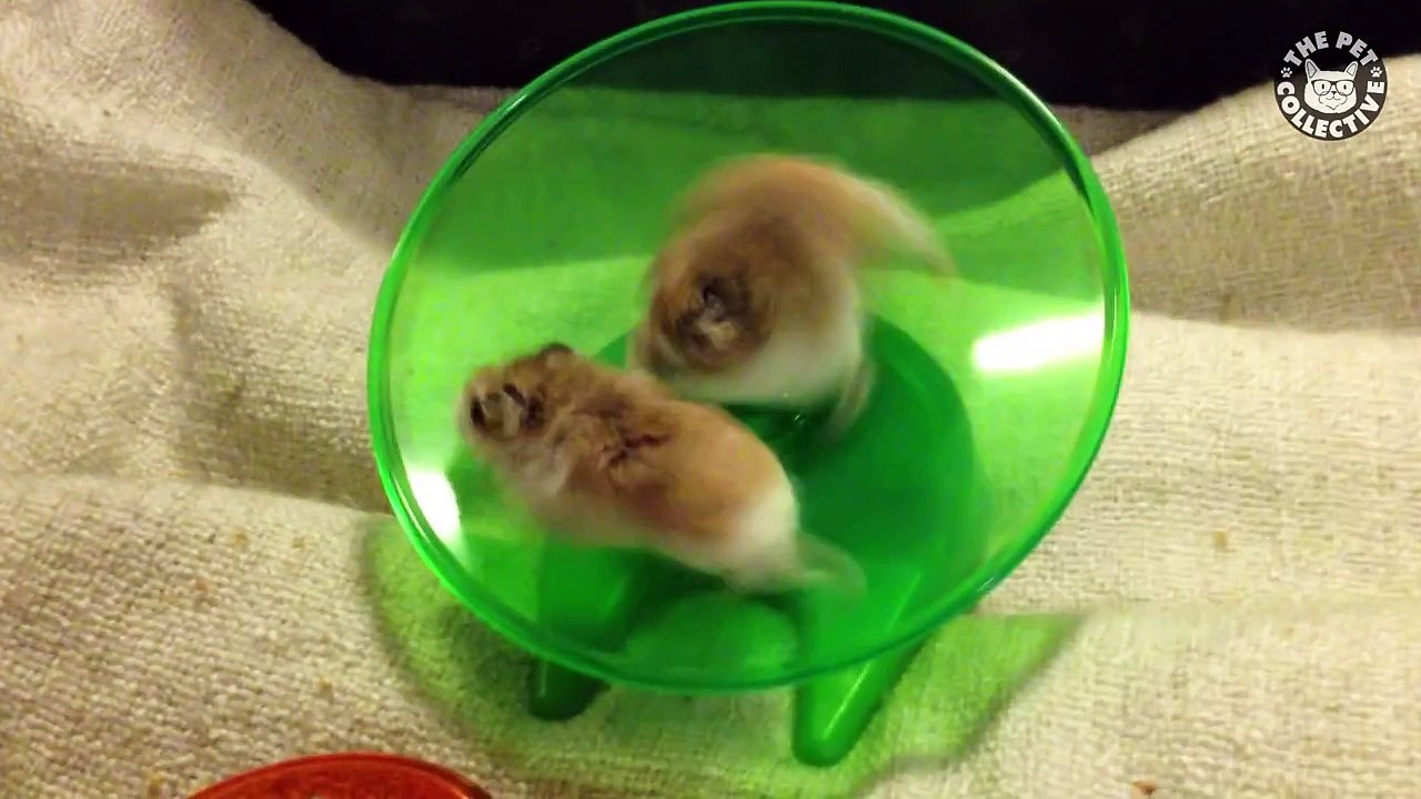 Unlucky Pets -- Funny Compilation