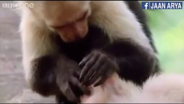 animals funny amazing silly best new video cute dogs cats monkey funniest animals Funny Dogs And Cats1,097 views