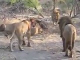 Animal attack All Against All Fighting Lions   43/kh