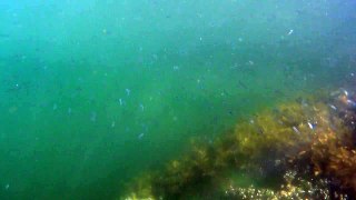 ? Anchovy larvae school?, Tunstall Bay, Bowen Island, August 3, 2016