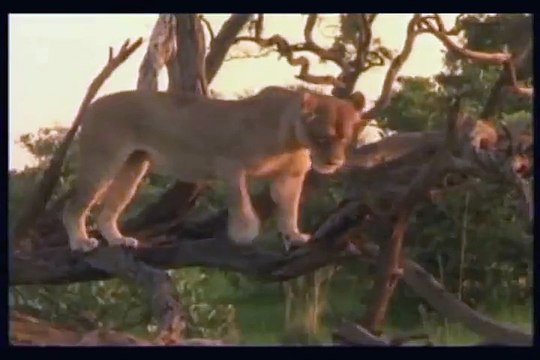 Lions Vs Hyenas Dangerous Battle - Hyenas vs Lions Eternal Enemies 43/kh