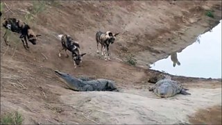 Wild Dogs Attack Crocodiles  54/jh