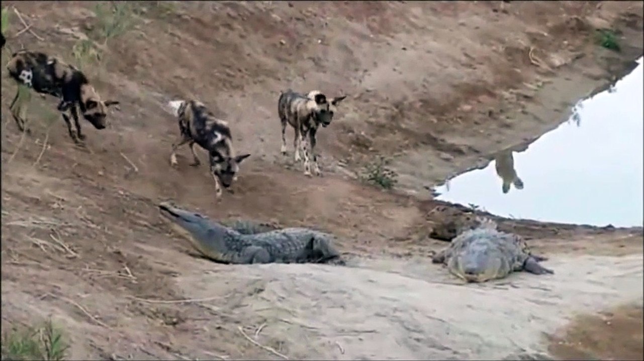 Wild Dogs Attack Crocodiles  54/jh