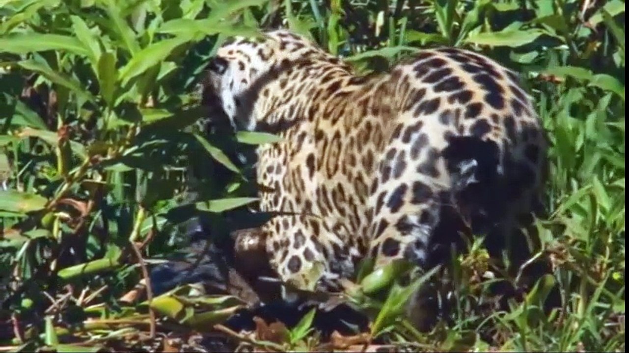 10 CRAZIEST Animal Fights Caught On Camera 2016