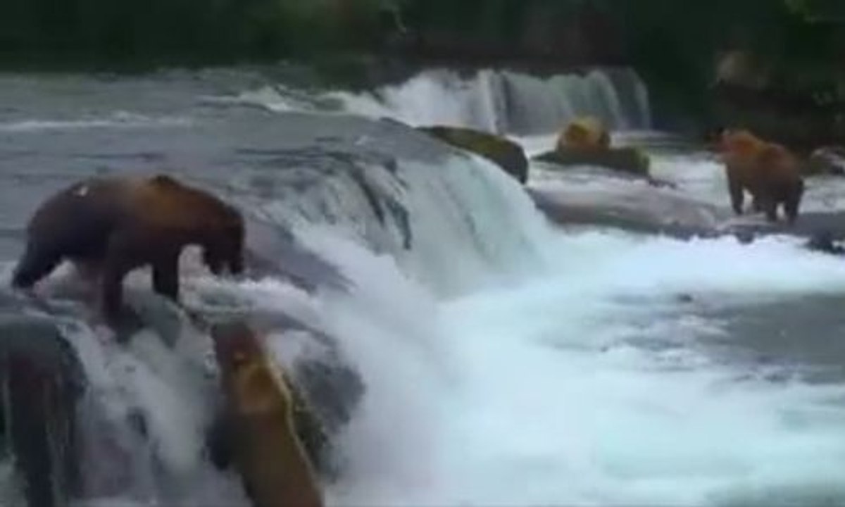 2 ours se disputent violemment du poisson aux abord d'une cascade !