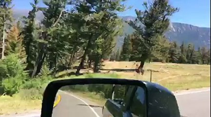 Une vache se fait attaquer par un ours !