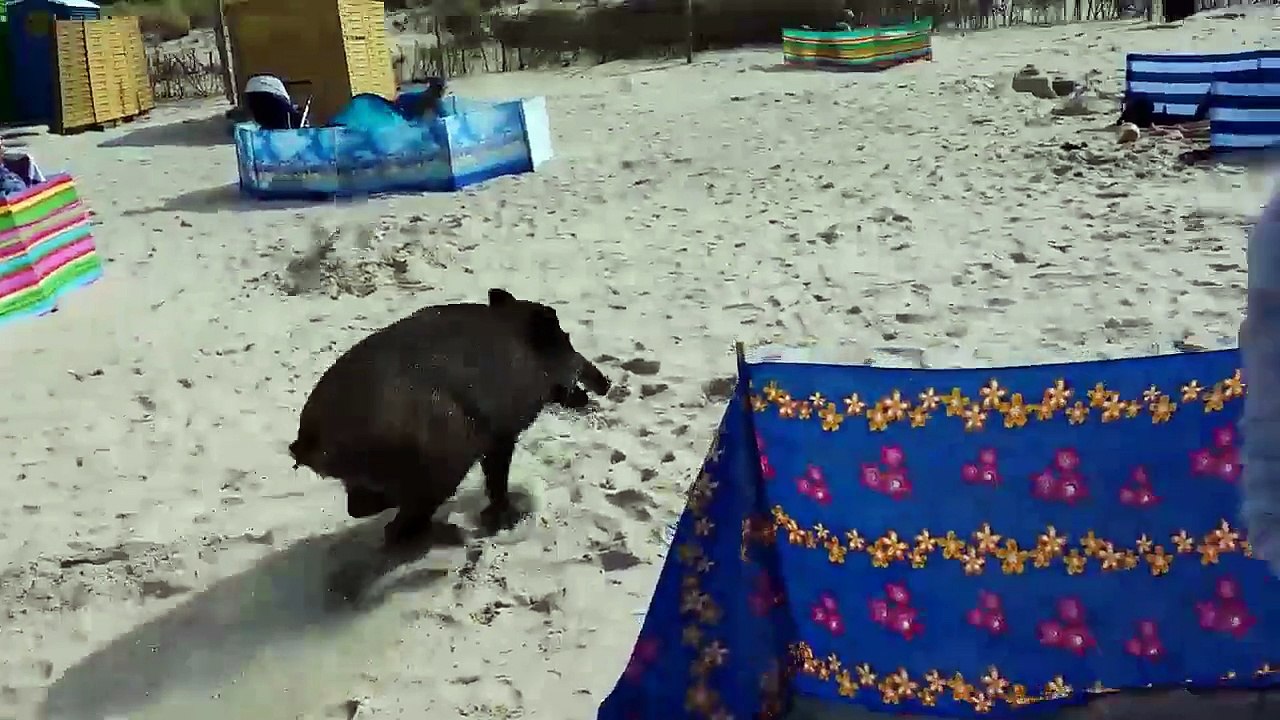 Un sanglier sème la panique sur une plage en Pologne