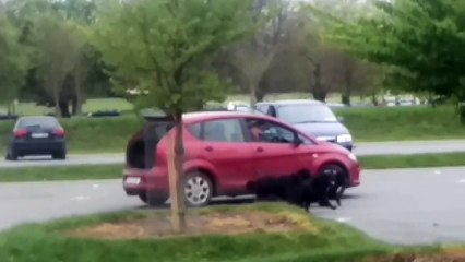 Trop fainéant, il promène ses chiens... en voiture !